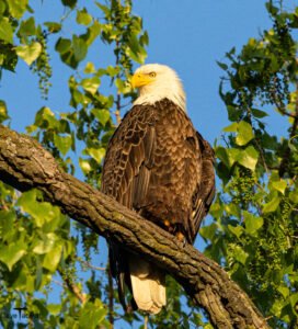 bald eagle nest