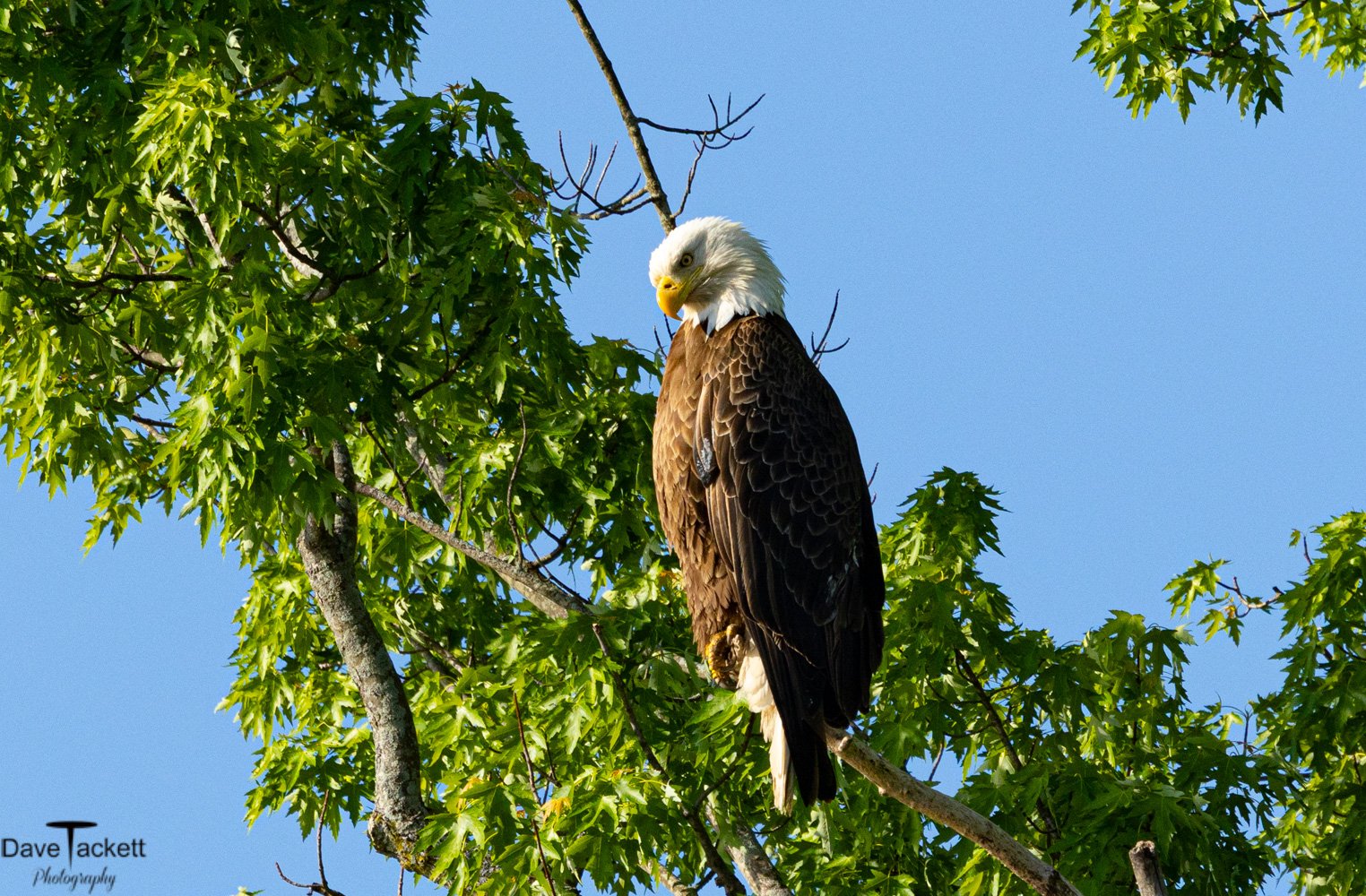 Perched Bald Eagle eyeing a fish in the Rock River