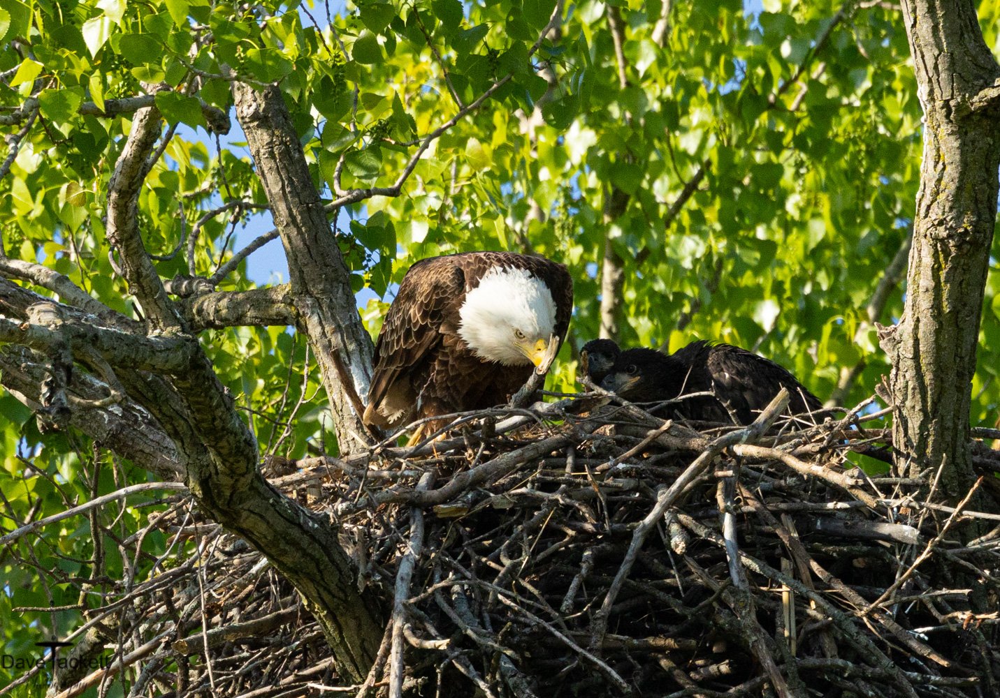Female Bald Eagle feeding her 3 chicks in the nest along the rock river