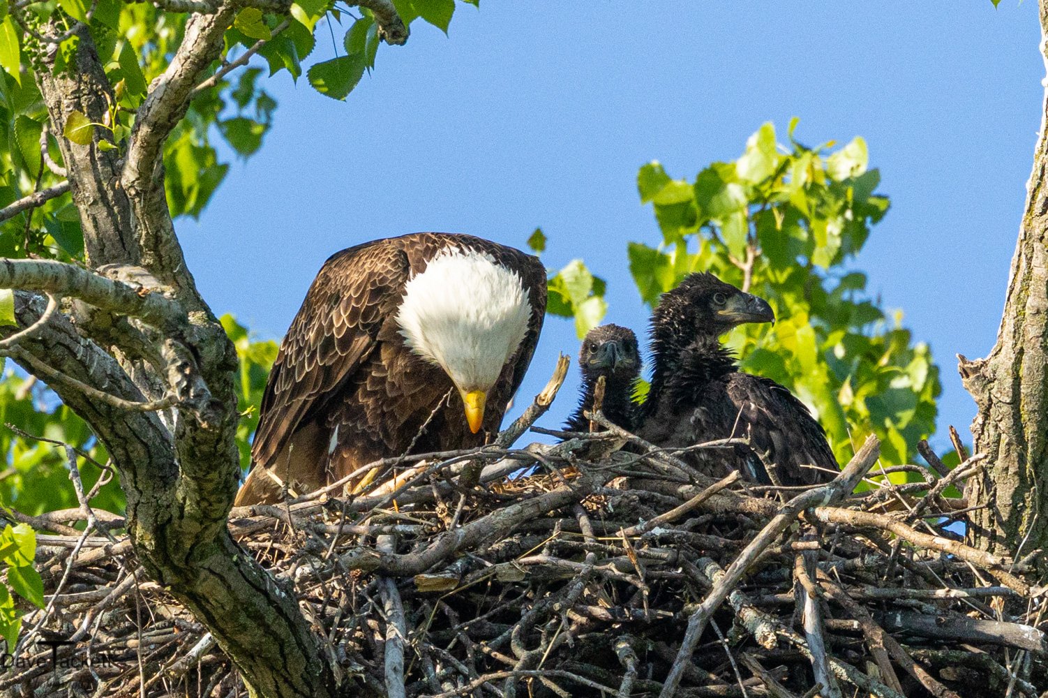 Female Bald Eagle Feeding 3 Chicks in the nest high above the Rock River