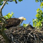 Bald Eagle Nest