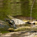 Soft shelled Turtle