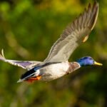 Mallard Drake