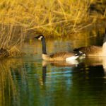 Canadian Geese