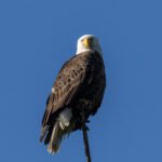 Male Bald Eagle