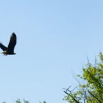 Bald Eagles