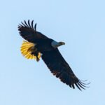 Female Bald Eagle