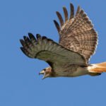 Red tailed Hawk