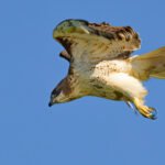 Red tailed Hawk