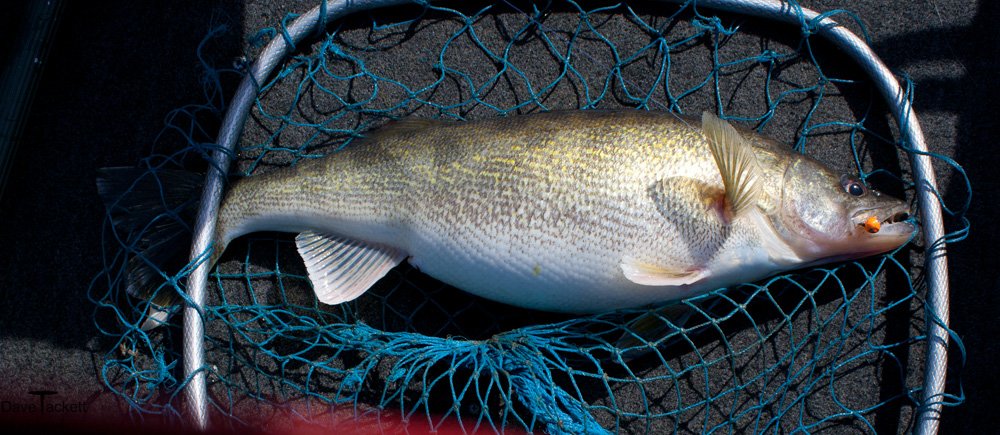Walleye