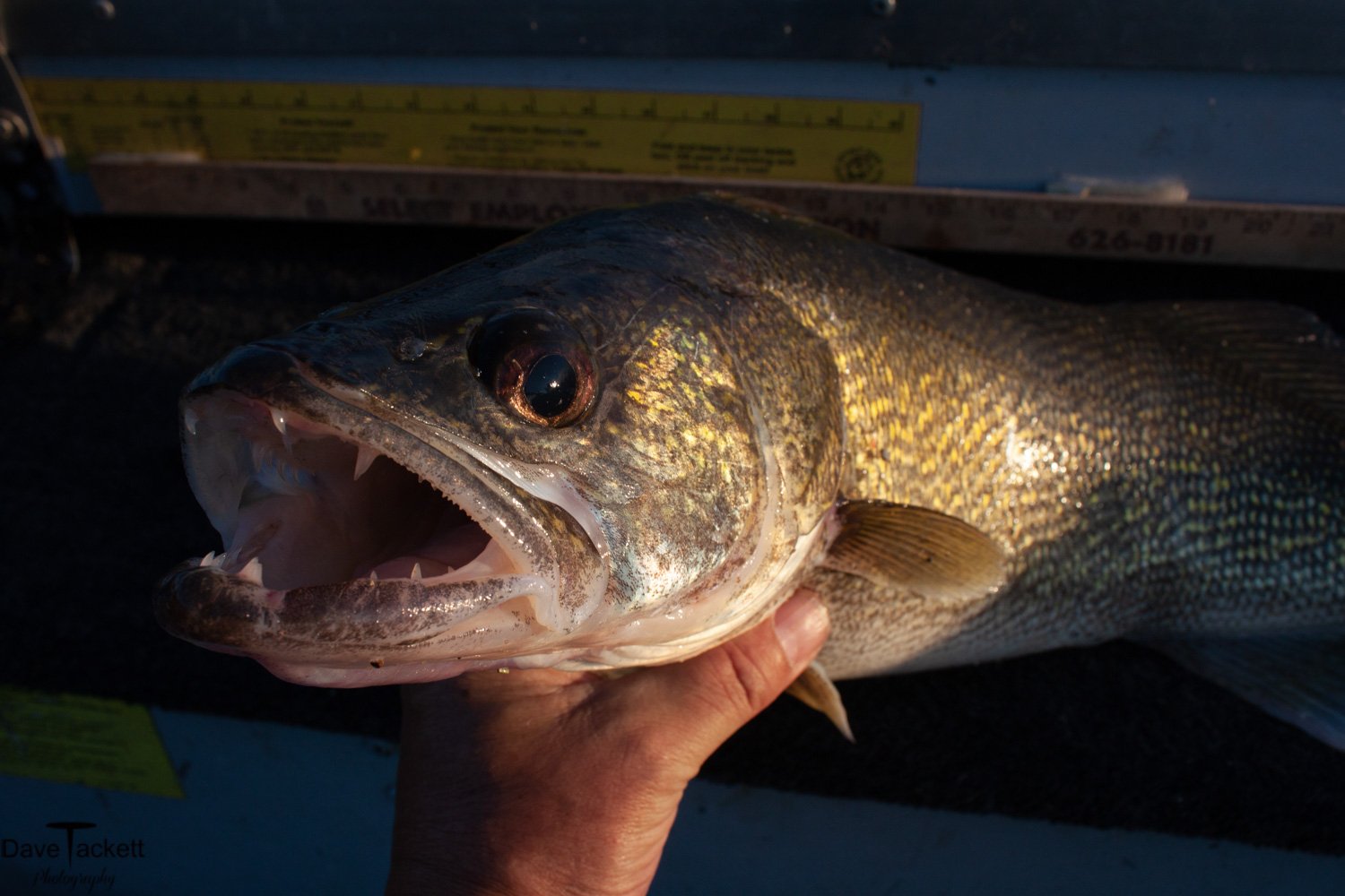 Walleye