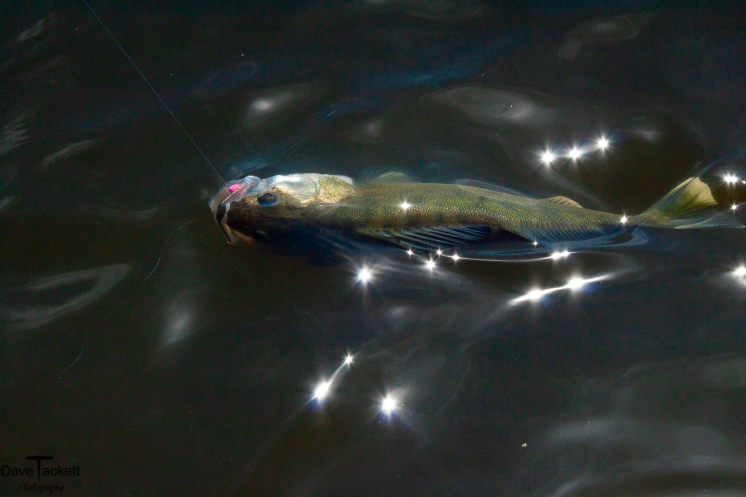 Walleye