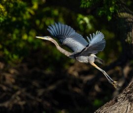 River Birds
