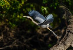 River Birds