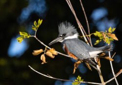 Kingfisher