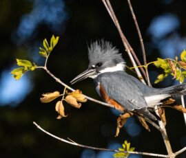 Kingfisher