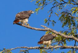 Hawks