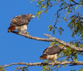 Hawks