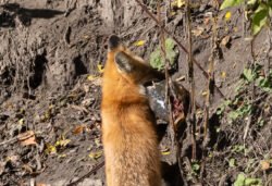 Wildlife