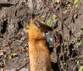 Wildlife