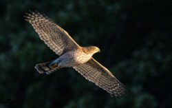 Falcon