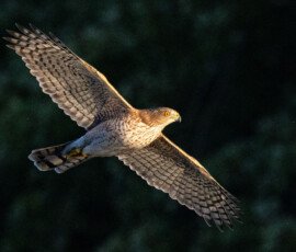 Falcon
