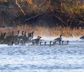 Ducks