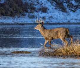 Deer