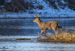Deer