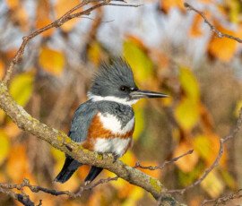 River birds