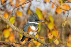 River birds