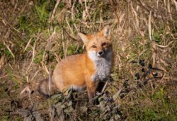 Wildlife