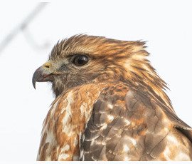 Hawk
