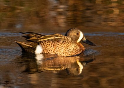 Ducks