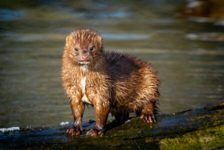 Mink
