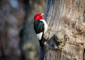 Songbirds