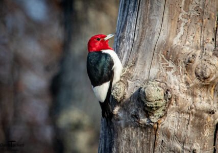 Songbirds