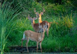Wildlife