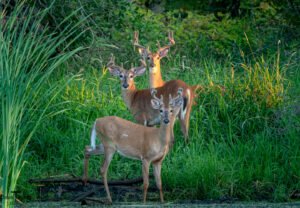 Wildlife