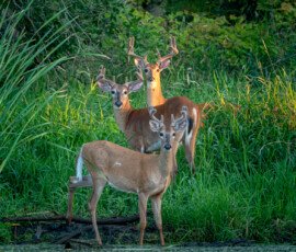Wildlife