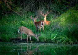 Wildlife