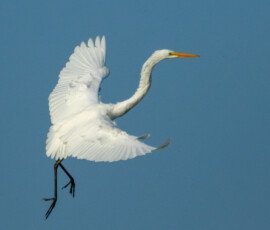 River Birds