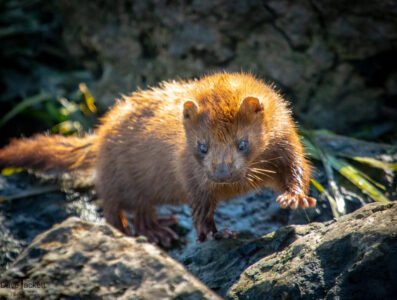 Mink