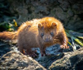 Mink