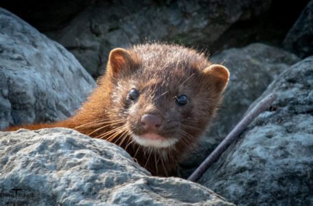 Mink
