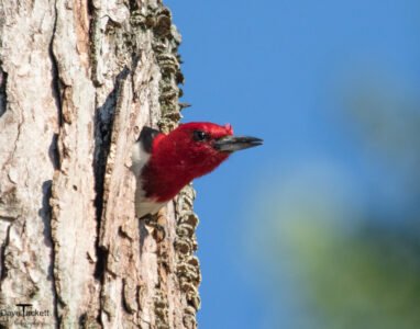 Songbirds