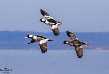 Ducks