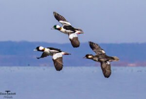Ducks