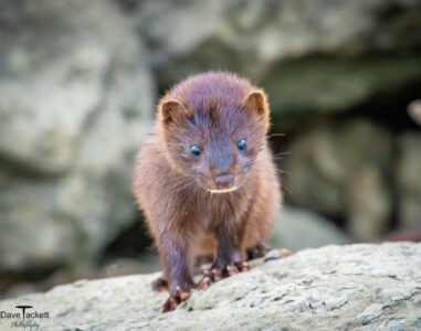 Mink