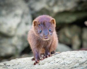 Mink